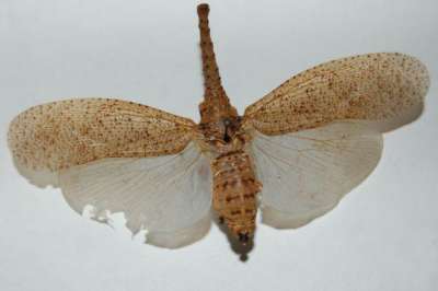 HETEROPTERA: FULGORIDAE: lanternfly
