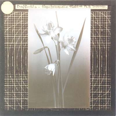 Lantern Slide: Daffodils -- Panchromatic Plate and K3 Screen