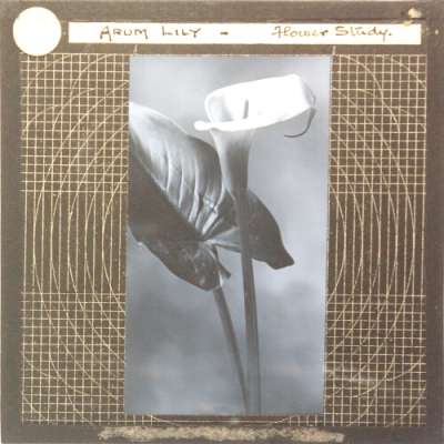 Lantern Slide: Arum Lily -- Flower Study