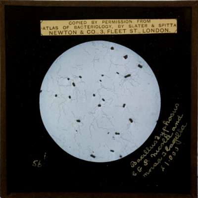 Lantern Slide: Bacillus Typhosus. C.G.P. Nicolle and Morax, Flagella x 1,000