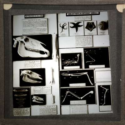 Lantern Slide: Similar parts in different animals -- museum display [RAMM interior]