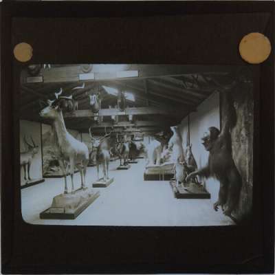 Lantern Slide: Gallery with display of large mammals [RAMM interior]