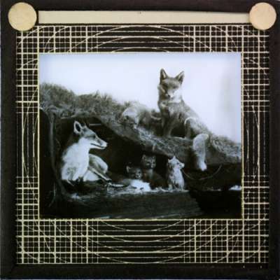 Lantern Slide: Display showing family of foxes [RAMM interior]