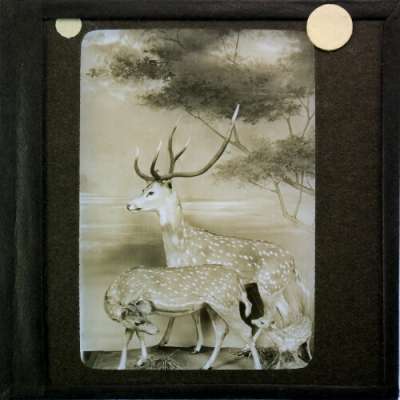 Lantern Slide: Display showing family of deer [RAMM interior]