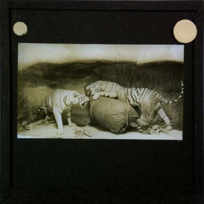 Lantern Slide: Display showing pair of tigers attacking another animal [RAMM interior]