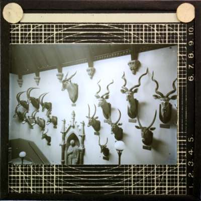 Lantern Slide: Display of antelope heads on main staircase [RAMM interior]
