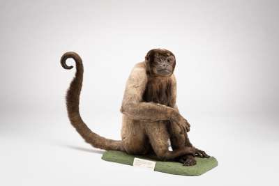 ATELIDAE: Lagothrix lagotricha (Humboldt):  Humboldt’s woolly monkey