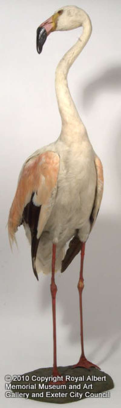 PHOENICOPTERIDAE: Phoenicopterus chilensis Molina: Chilean flamingo