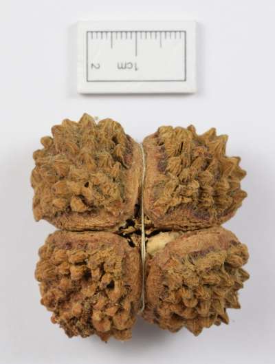 RUTACEAE: Calodendrum capense: Cape chestnut