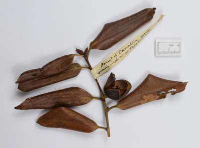 THEACEAE: Camellia species: camellia