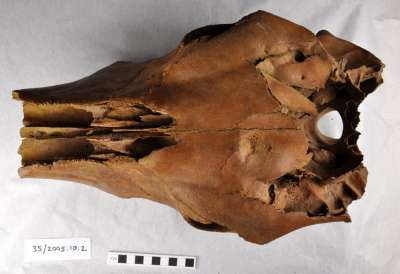 faunal bone, cow skull