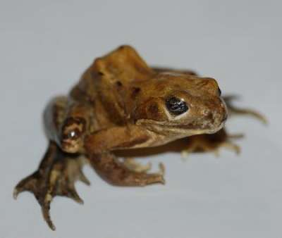 RANIDAE: Rana temporaria (Linnaeus, 1758): European common frog