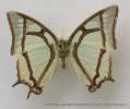 insect: butterfly