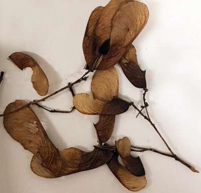Acer saccharum var. nigrum: ACERACEAE: sugar maple: samaras