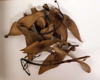 SIMAROUBACEAE; Ailanthus glandulosa: tree of heaven