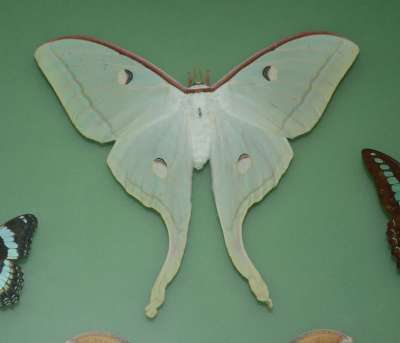 SATURNIIDAE: Actias selene (Hübner, 1807): Indian moon moth