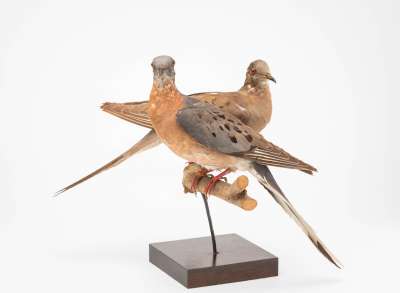 COLUMBIDAE: Ectopistes migratorius: passenger pigeon