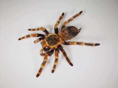 Theraphosidae: Brachypelma species: Mexican redknee tarantula