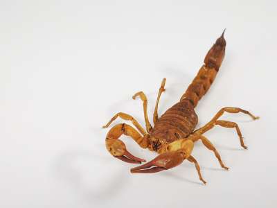 Buthidae: Androctonus australis: yellow fat-tailed scorpion