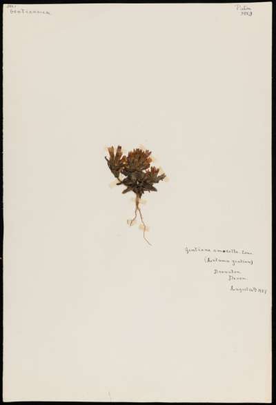 Gentianaceae: Gentianella amarella: autumn gentian