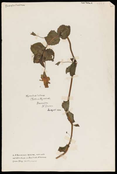 Phrymaceae: Erythranthe guttata: seep monkeyflower