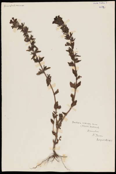 Orobanchaceae: Parentucellia viscosa: yellow bartsia