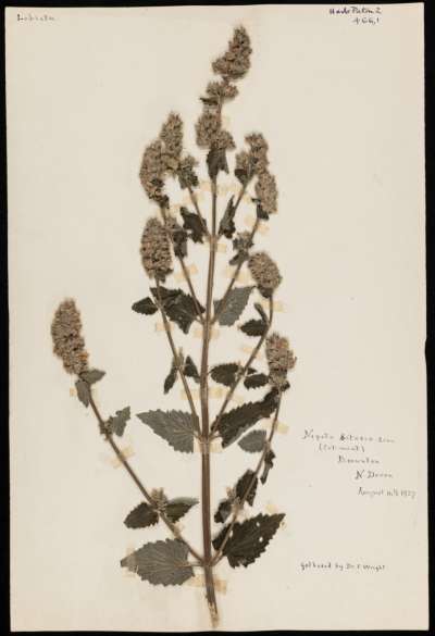 Lamiaceae: Nepeta cataria: catnip
