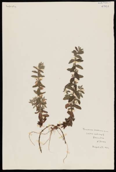 Lamiaceae: Teucrium scordium: water germander