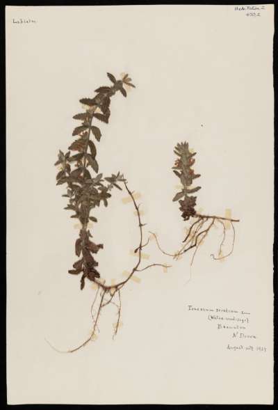 Lamiaceae: Teucrium scordium: water germander