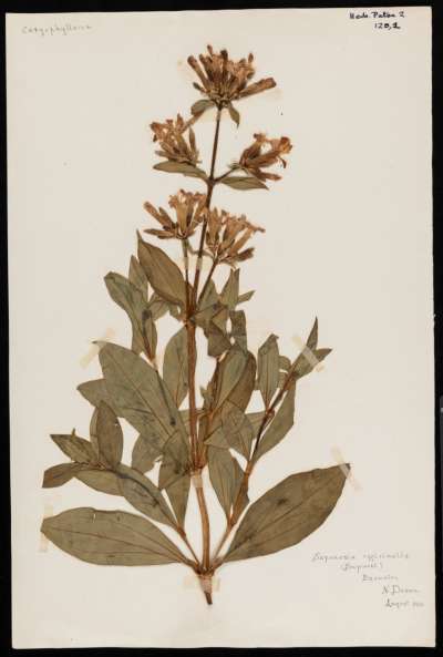 Caryophyllaceae: Saponaria officinalis: common soapwort