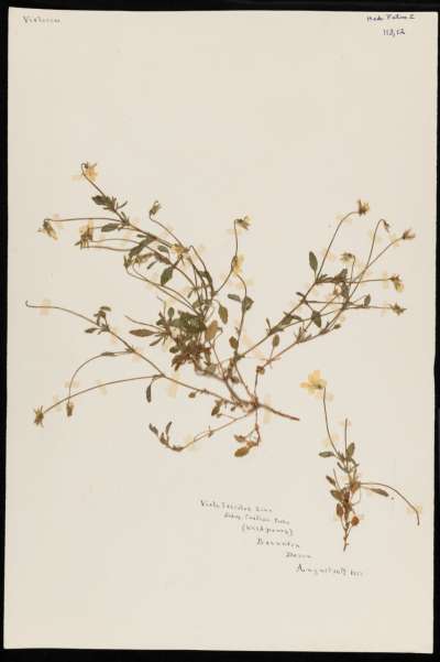 Violaceae: Viola tricolor curtisii: wild pansy
