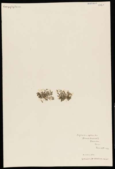 Caryophyllaceae: Sagina apetala: dwarf pearlwort