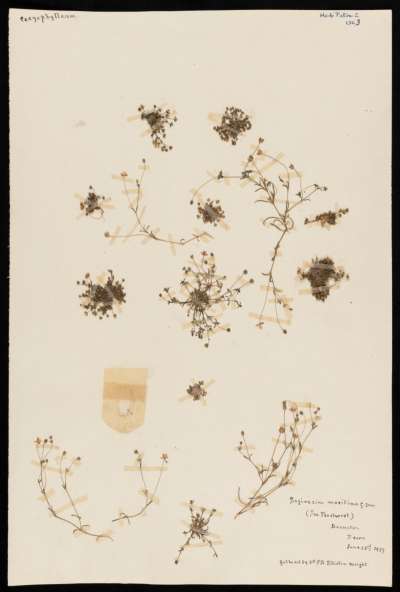 Caryophyllaceae: Sagina maritima: sea pearlwort