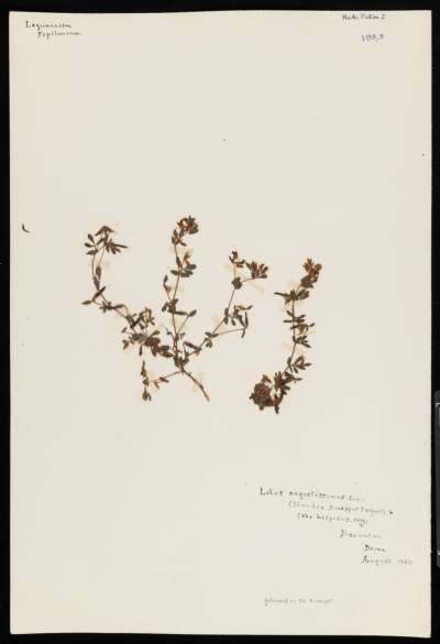 Fabaceae: Lotus angustissimus: slender bird's foot trefoil