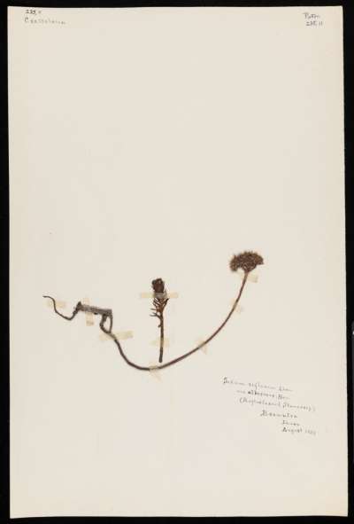 Crassulaceae: Petrosedum rupestre: reflexed stonecrop
