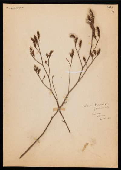 Plumbaginaceae: Limonium vulgare: common sea-lavender