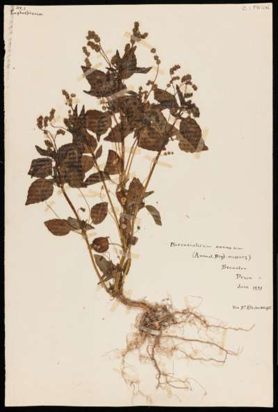 Euphorbiaceae: Mercurialis annua: annual mercury