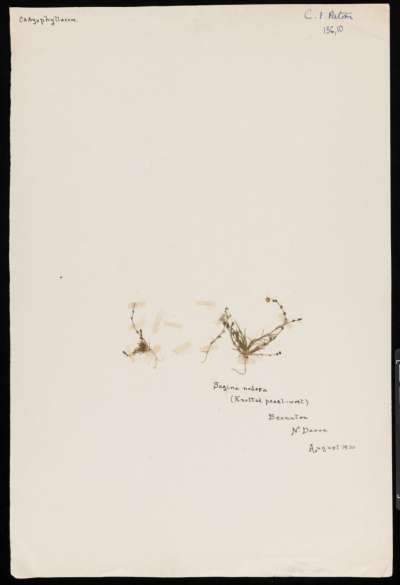 Caryophyllaceae: Sagina nodosa: knotted pearlwort