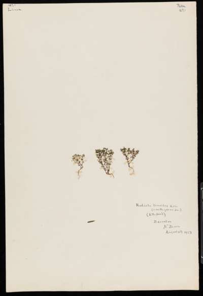 Linaceae: Radiola linoides: allseed flax