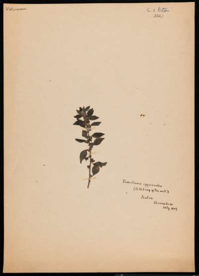 URTICACEAE: Parietaria officinalis: eastern pellitory-of-the-wall