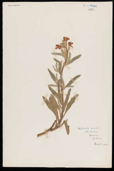 Brassicaceae: Matthiola sinuata: sea stock