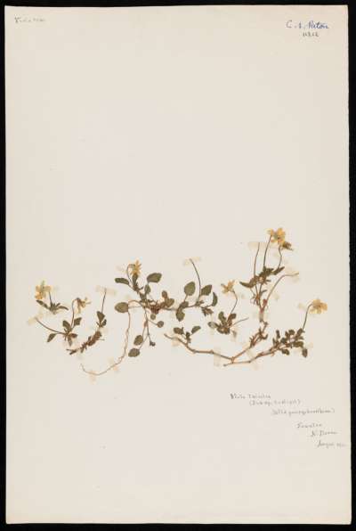 Violaceae: Viola tricolor curtisii: wild pansy