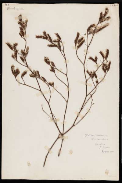 Plumbaginaceae: Limonium vulgare: common sea-lavender