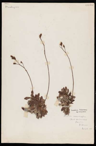Plumbaginaceae: Limonium binervosum: rock sea-lavender