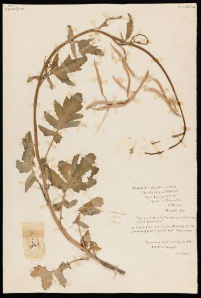 Brassicaceae: Coincya wrightii: Lundy cabbage