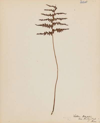 Thelypteridaceae: Thelypteris palustris: marsh fern