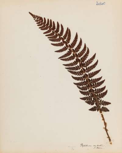 Dryopteridaceae: Polystichum aculeatum: hard shield-fern