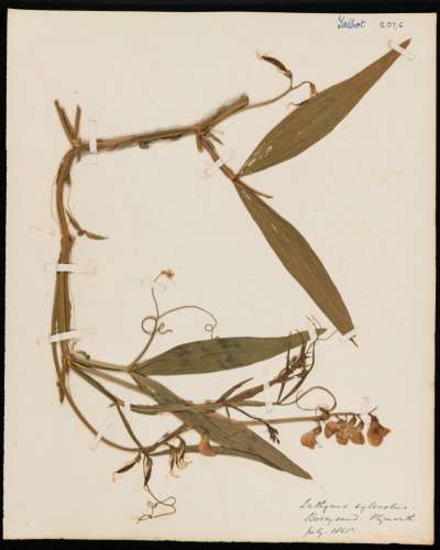 Fabaceae: Lathyrus sylvestris: narrow-leaved everlasting-pea