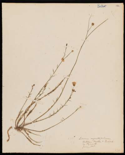 Linaceae: Linum bienne: narrowleaf flax