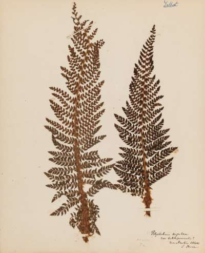 Dryopteridaceae: Polystichum setiferum?: soft shield fern